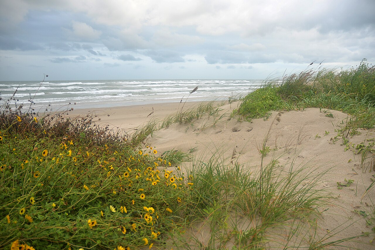 Padre Island National Seashore, dunes, Kleberg Co, TX; 1 Nov 2022