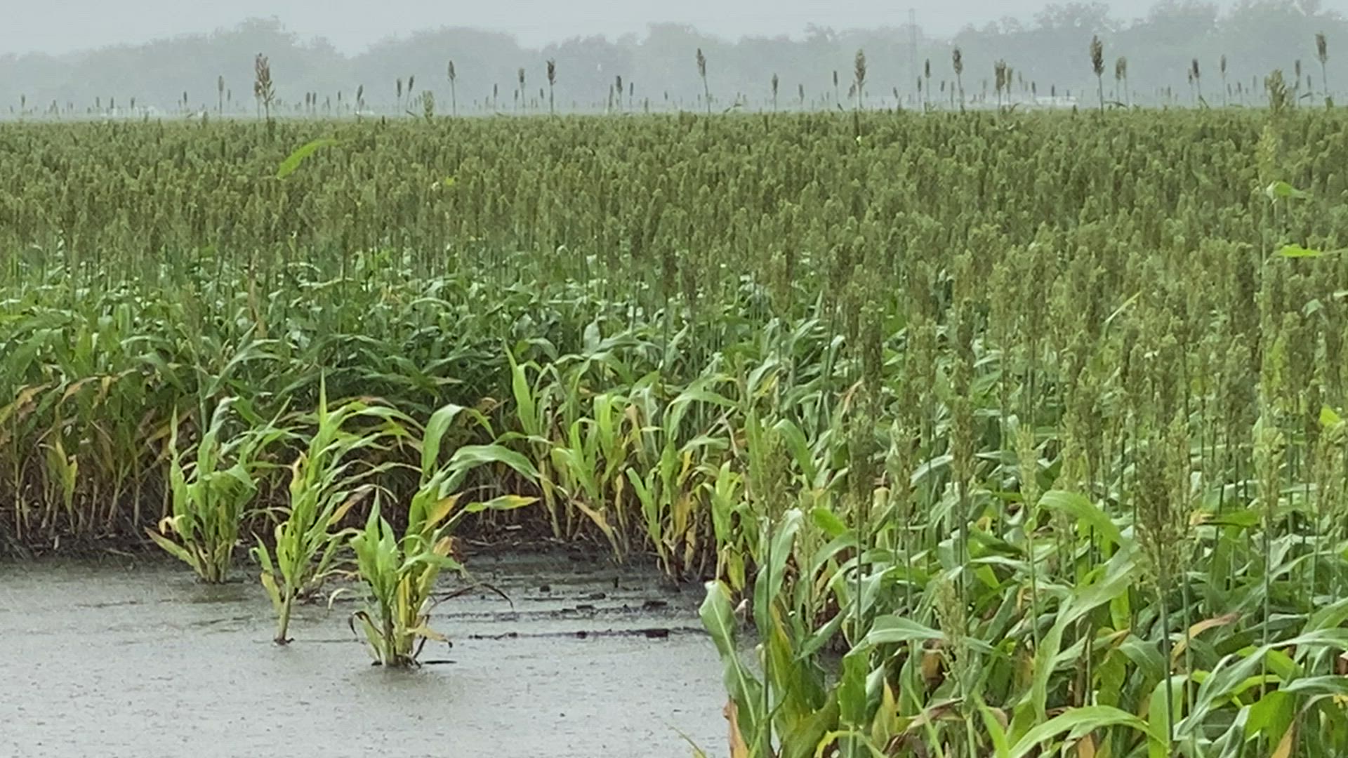 A thunderstorm adds more water to this sorghum (milo) farm field already saturated with days of heavy rain, during the past week in Bloomington, TX on June 3, 2021. USDA Multimedia by Lance Cheung.