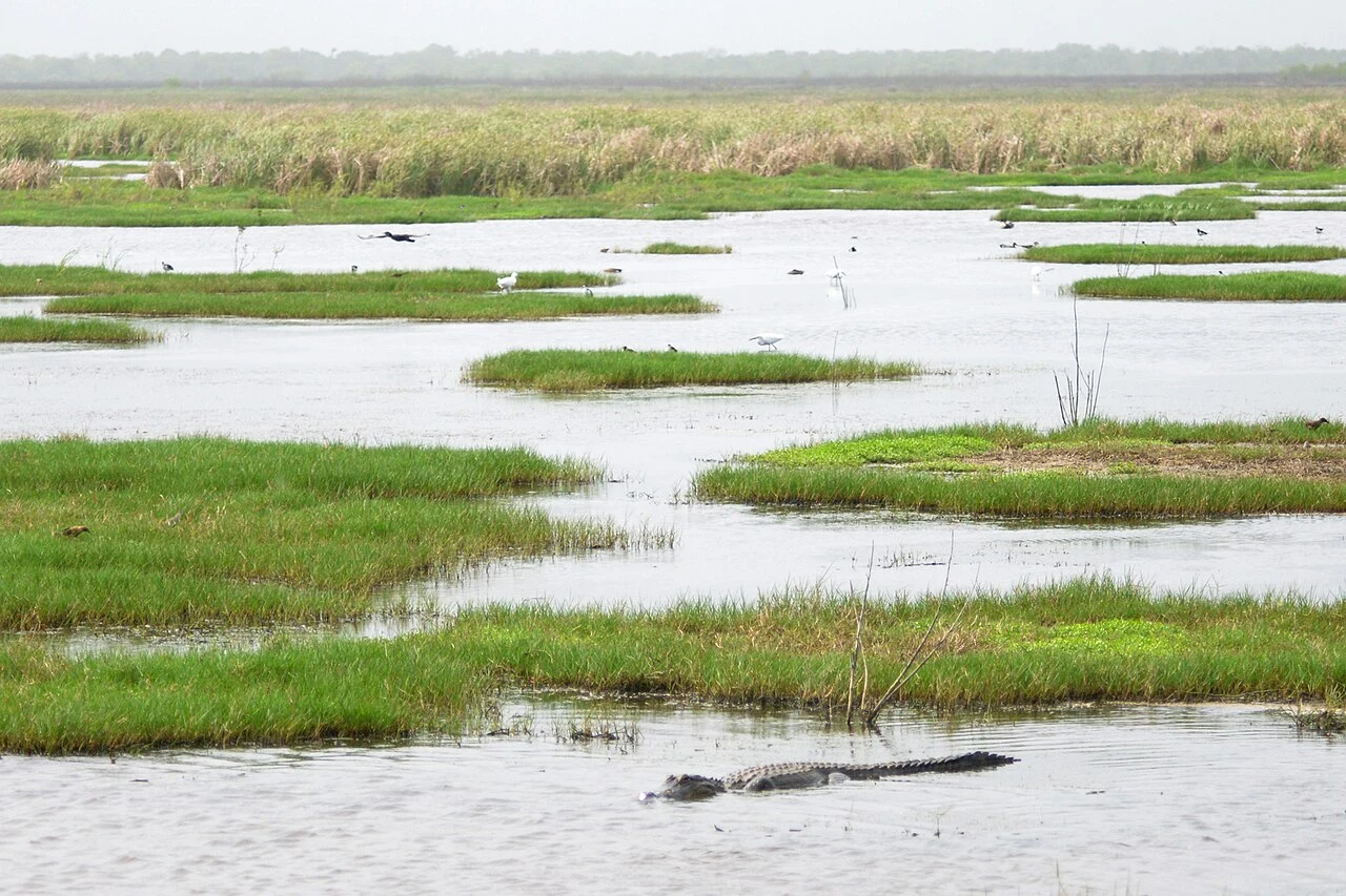 An American alligator and birds in Moccasin Pond, San Bernard National Wildlife Refuge, Brazoria County Texas (28.8815°N, 95.5569°W), 4 April 2025.