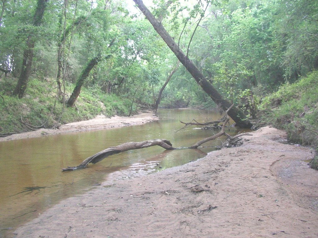 Navidad River, looking upstream