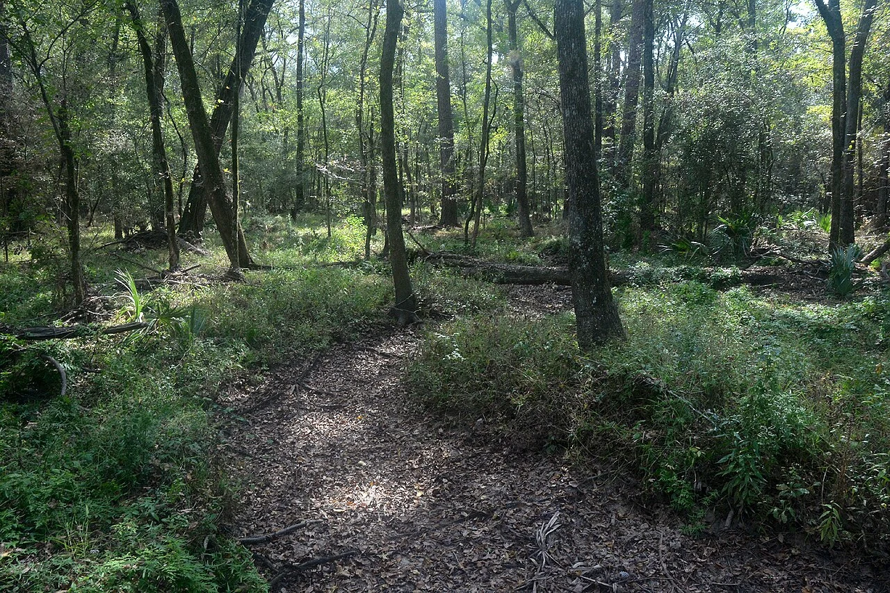 Little Lake Creek Wilderness seen from the Lone Star Hiking Trail, Sam Houston National Forest. Montgomery County, Texas. 30 October 2024 (30.4899°N, 95.7317°W, 79 meters elevation).