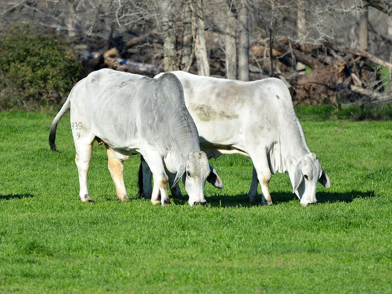 This image or file is a work of a United States Department of Agriculture employee, taken or made as part of that person's official duties. As a work of the U.S. federal government , the image is in the public domain .