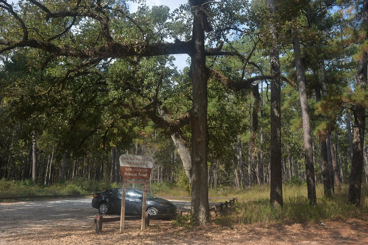 Lone Star Hiking Trail, Parking lot for Trail Head #2 on Bethal Road, at the northeast end of the Little Lake Creek Wilderness. Sam Houston National Forest, Montgomery County, Texas, 30.5109°N, 95.7568°W, 103 meters elevation, 30 October 2024.