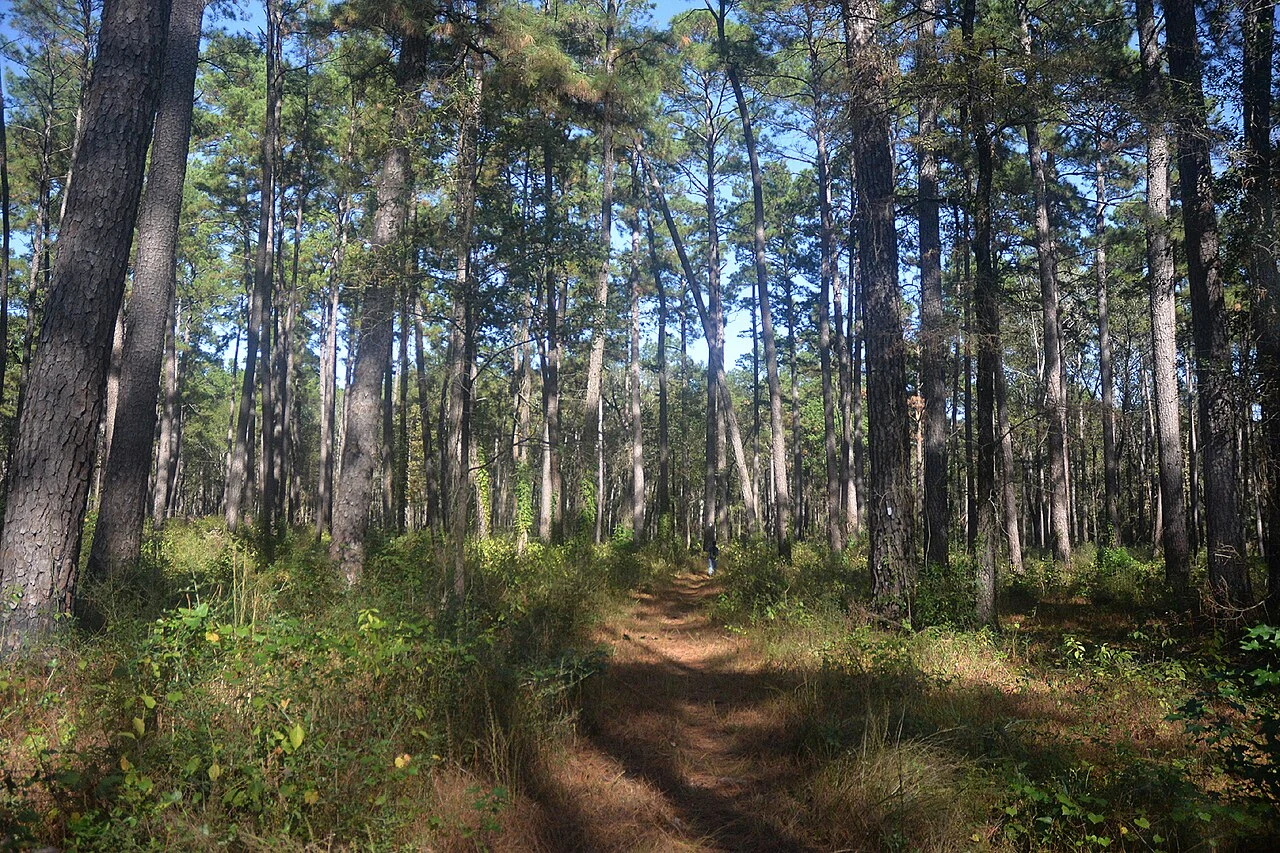 Lone Star Hiking Trail between the Little Lake Creek Wilderness and Stubblefield Lake. Sam Houston National Forest, Montgomery County, Texas, 30.5185°N, 95.6951°W, 93 meters elevation, 6 November 2024.