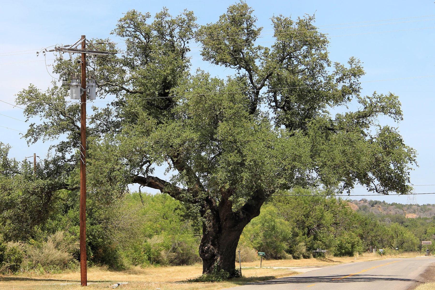 The route of Texas Park Road 4 in Burnet County, Texas, United States was designed to save large oaks and other trees to provide scenic interest.
