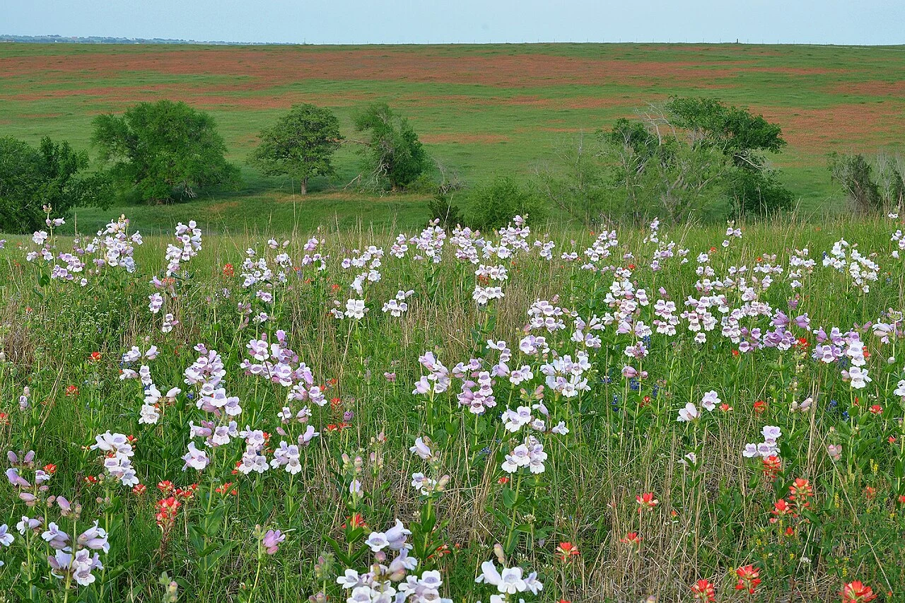 Fox Glove (Penstemon cobaea) white flowers in the foreground, and Indian Paintbrush (Castilleja indivisa) red flowers in the background, growing on ranch and pastureland in the Blackland Prairie eco-region of Texas, County Road 269, Lavaca County, Texas, USA (29.53175°N, 97.08236°W, 114 m. elev.). This ranchland is not Blackland Prairie in an entirely pure and natural state. Photographed on 19 April 2014 by William L. Farr.