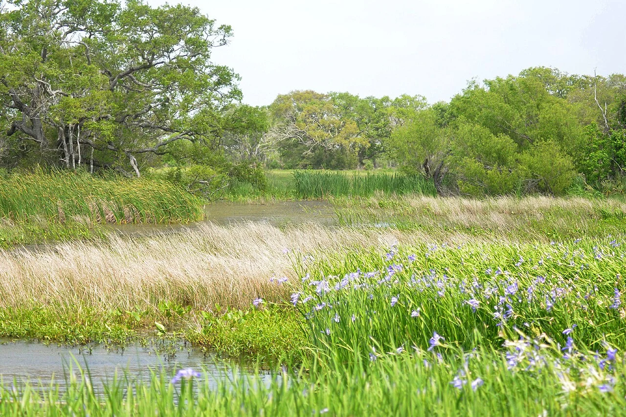 Wetlands with Louisiana iris (Iris giganticaerulea) in bloom near the visitor’s center at San Bernard National Wildlife Refuge, Brazoria County Texas (28.9147°N, 95.5787°W), 4 April 2025.