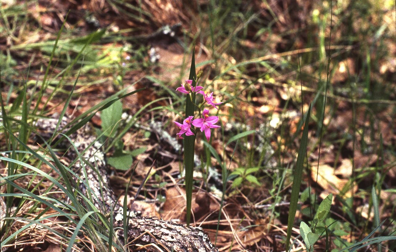 Calopogon oklahomensis