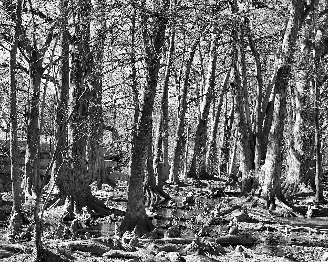 Cypress trees defoliated by winter awaiting their spring refoliation in Kendall County, Texas, United States.