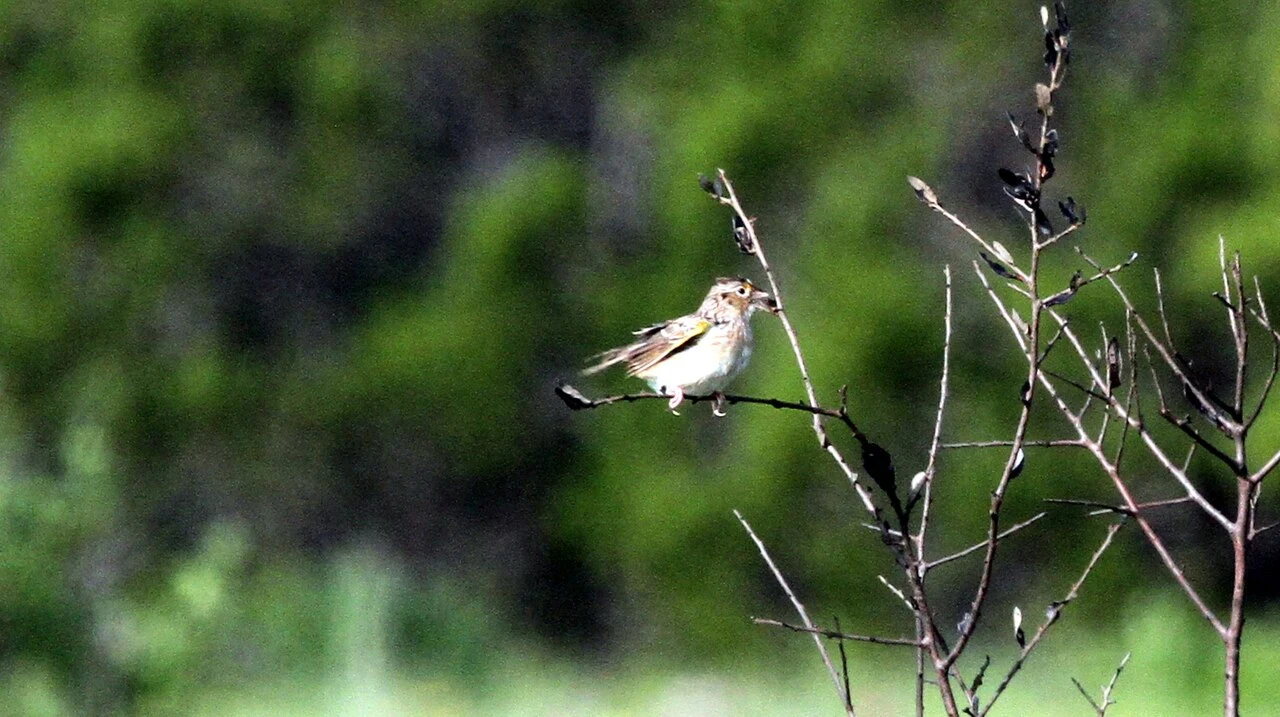 Grasshopper Sparrow