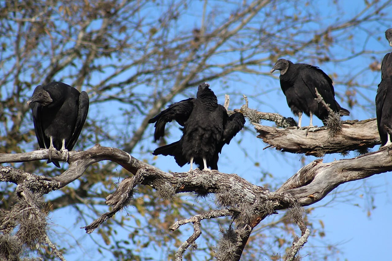 a Group of Vultures in Sisterdale Texas